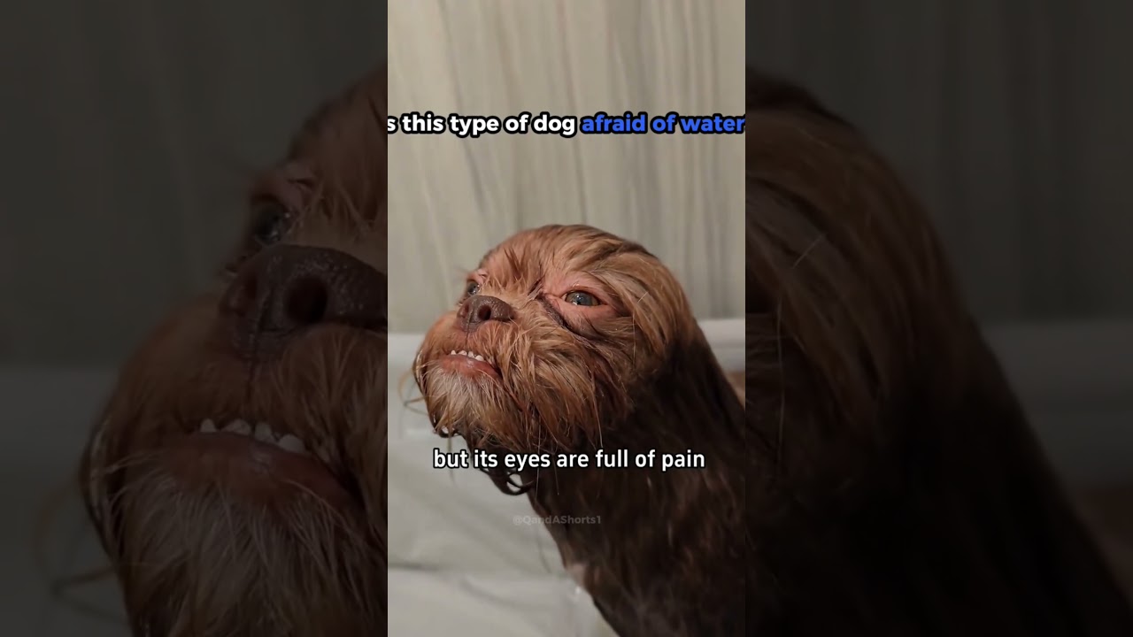 Is This Dog Afraid Of Water?