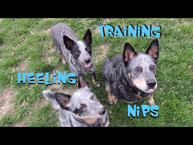 cattle dog nipping