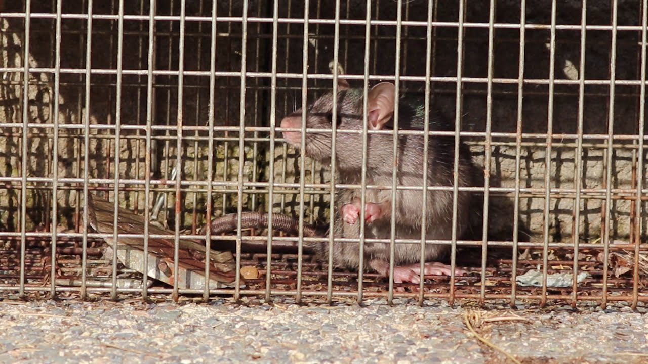 A Trapped Rat