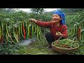 Grandma Harvests Fresh Chilies And Cooks A Traditional Dish