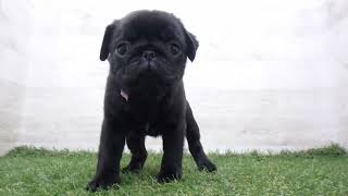 ペットショップcoo&riku No.00670004 パグ - YouTube