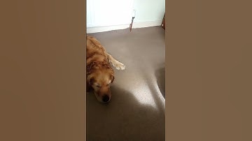 #loop #funny #satisfyingloop #endlessloop #perfectloop #ohhhh #pets