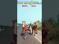 Ghoda gadi race Kolhapur 🔥🐎 || घोडा गाडी शर्यत || घोडा शर्यत कोल्हापूर || #shorts