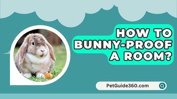 How To Bunny-Proof A Room? - PetGuide360.com