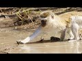 Termite Swarming and Vervet Monkeys