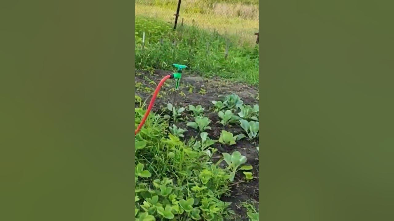 обзор огорода ️🔥🍅🍊🍓🍒🥕🍆🧄🥔🥬🥒🫙🍽️♥️🔥 - YouTube