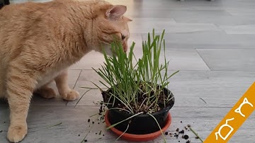Cats Trying Catnip For The First Time (Funny Reaction)