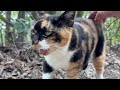 大きな声で挨拶して付いて来てくれるかわいい三毛猫ちゃん