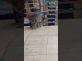 #hayvanlar #ytshorts #viral #video #viralvideo #shorts #shortvideo #short #song #keşfet #youtube