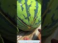 The Mystery of “Touch-and-Burst” Watermelons