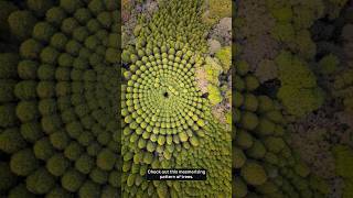 Why Japan grew circular forests