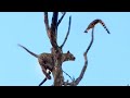 LEOPARD SENDS TRAPPED GENET FLYING