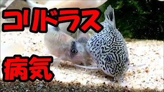 コリドラス 尾ぐされ病まとめ Youtube