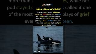 Orca loosed her New born and carried him for 17 days 😢
