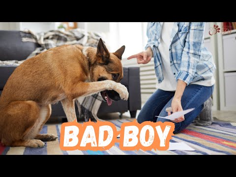 वीडियो: एक आज्ञाकारी कुत्ते होने के लिए युक्तियाँ