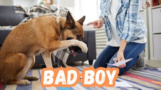 TRAIN YOUR DOG NOW: How to Prevent Your Dog From Developing Bad Habits by Keeping Pet 21 views 11 months ago 7 minutes, 1 second