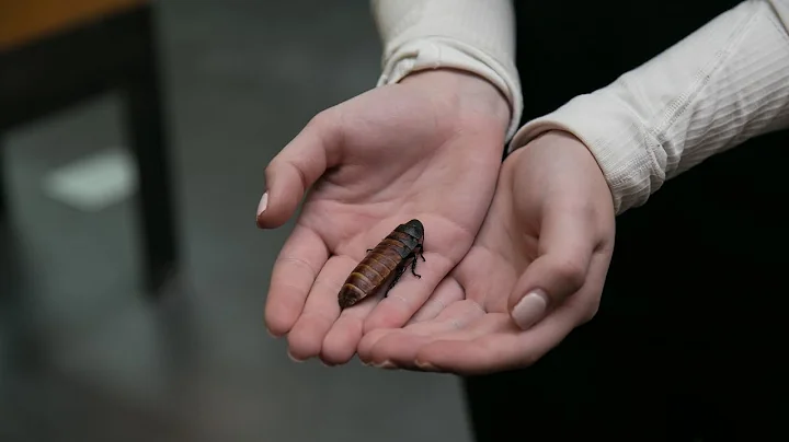 Wonderful World of Cockroaches