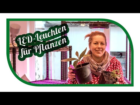 Video: Wie Erstelle Ich Eine Pflanzenlampe?