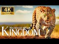 Magnificent wildlife kingdom 4k  relaxing animals documentary with calm piano music  nature movie