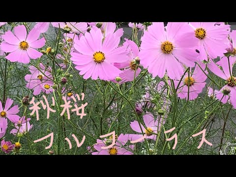 秋桜フルコーラス(coverだよんだよん)