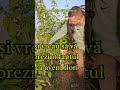 Plante mama din care vom recolta ramuri pentru altoit lamai clasic pe portaltoi de Citrus trifoliata