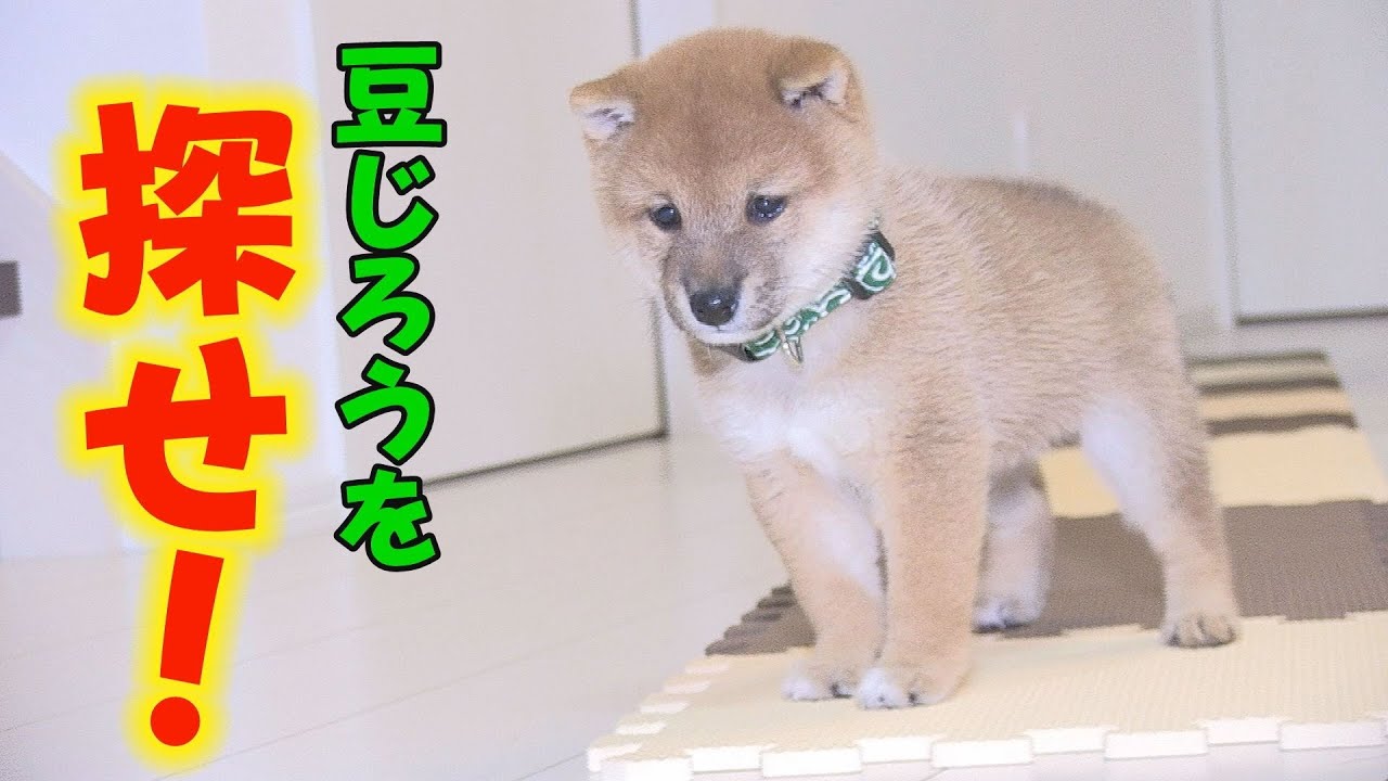 豆柴】10秒以内に豆じろうを探せ！【子犬】 - YouTube