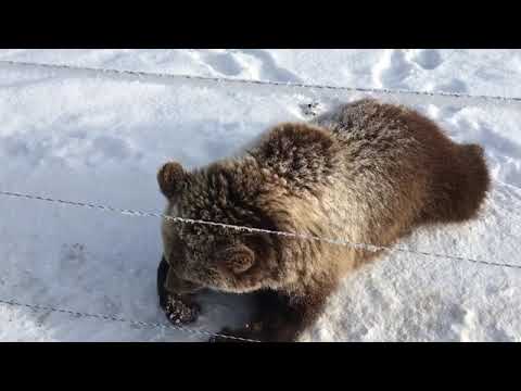 Медведь Зимой Фото