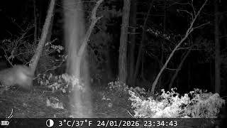 Juo Jh850Ws Fotokapan Görüntüleri Sonuna Kadar İzleyin Kurt Ve Çakal Kovalamacası