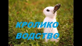Кролиководство от начала и до конца. Как это бывает. Кролиководство от начала и до конца. Как это бывает.