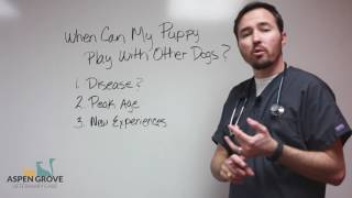 When Can My Puppy Play with Other Dogs? by Aspen Grove Veterinary Care - Fort Collins 2,305 views 7 years ago 3 minutes, 13 seconds