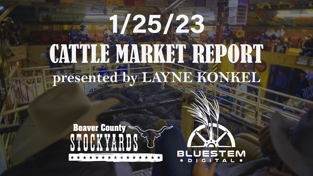 1/25/23 Beaver County Stockyards Cattle Market Report YouTube