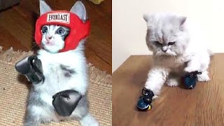 Boxing Cats - Cute & Funny Cat Videos Compilation by pawsitive 9,093 views 4 years ago 1 minute, 8 seconds