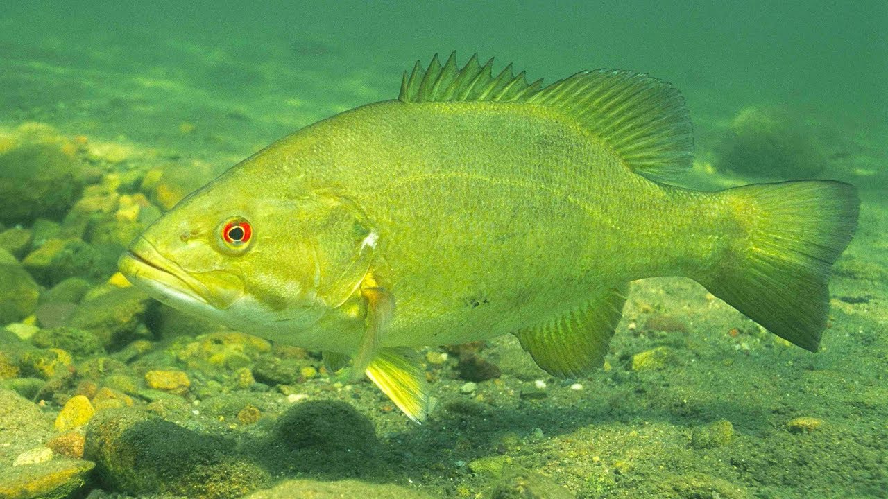 Top 5 Best Bass Fishing States