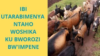 Aya Makuru Niwayamenya Ubworozi Bwimpene Buzoca Buguteza Imbere