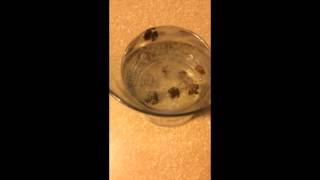Dancing Raisins Chemistry Demo: Tim Sperling