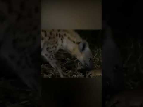 Una hiena captura y devora a un cría de león