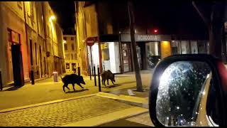 Des sangliers aperçus à Nîmes samedi 30 janvier