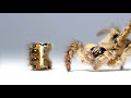ハエトリグモのニャオに大変なことが起こった!