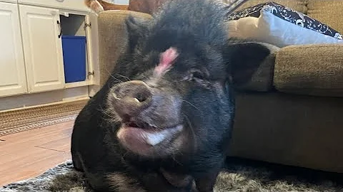 Meeting Mabel the Pot Belly Pig | Mini Pig