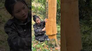 木の樹皮から作るもの