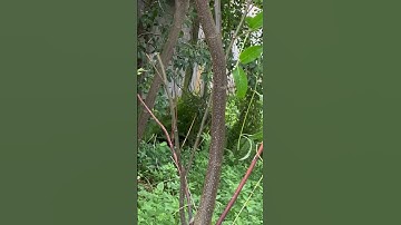 Tôi làm con rựa quắm phát rẫy bằng thép lò xo xe lửa chặt cây như chặt chuối vậy