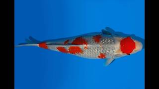 Koi Auction Kanno Goshiki Jumbo Tosai Kanno - 38cm KT03-2077