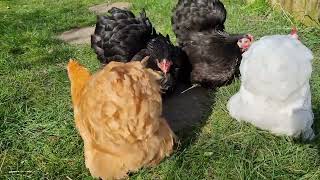 Pekin Bantams.