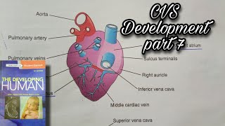 CVS Development Part 7 | Sinus venosus | Pulmonary veins