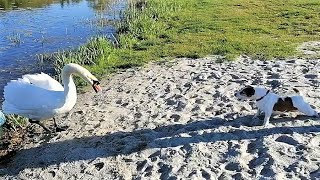 Dogs and Swan. Jack Russell Terrier meets a swan / funny dog by Hilda 1,354 views 1 year ago 2 minutes, 46 seconds