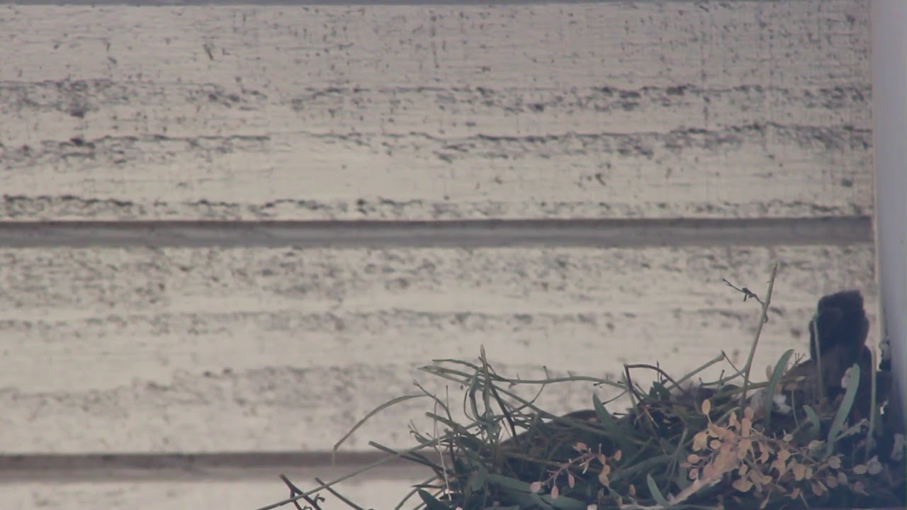 camera iphone 8 plus apk House Finch Mom Feeding Babies in Tucson, AZ