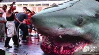 Megalodon Shark Caught By Japanese Fisherman Real Or Fake.mp4