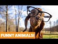 Cute Funny Goats | Funny Pet Video