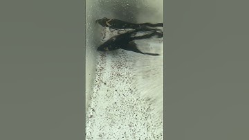 Cá Thần Tiên Sinh Sản Cực Dữ Chỉ Nhảy Lên Đớp Điện Thoại