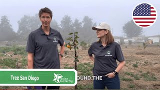 Solarbutterfly Meet With Pioneer Tree San Diego